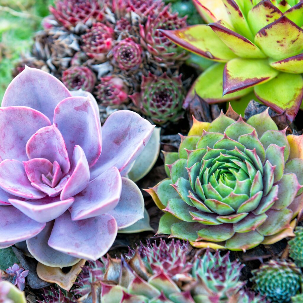 Succulents 
