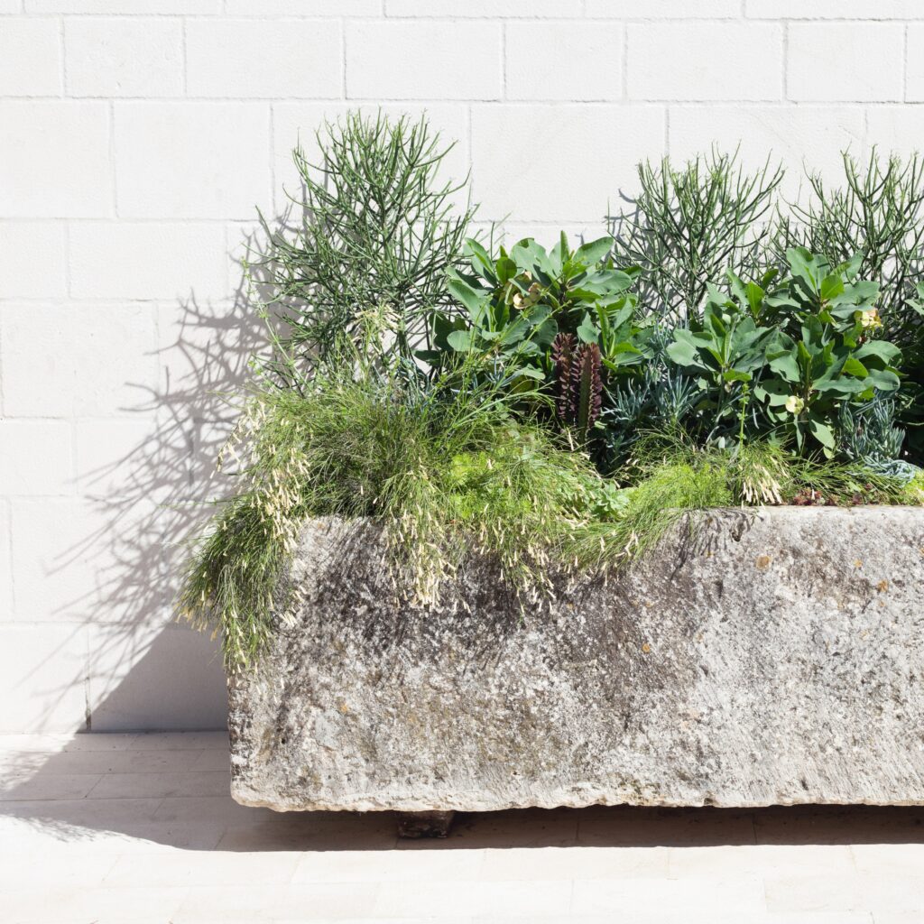 center piece plant
